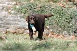 LABRADOR 818